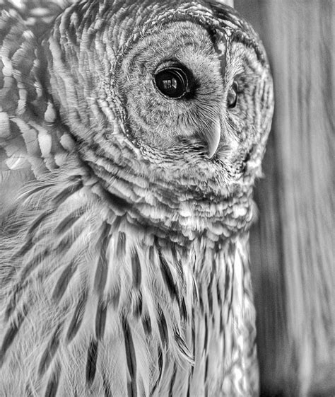 Barred Owl Photograph By Glenn Woodell Fine Art America