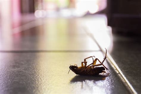 It doesn't happen often, but ants can nest inside if a problems goes untreated for a long period or isn't handled by a professional. What Kind of Bugs Are in Your House?