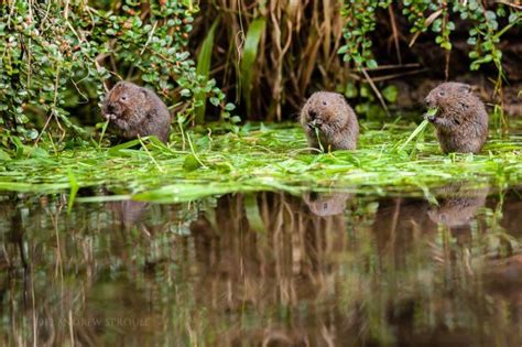 Water Voles Have Been Reintroduced To The River Ver After A 34 Year Absence Inyourarea Community