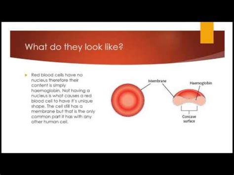 Maybe you would like to learn more about one of these? Red Blood Cells: A Specialised Cell - YouTube