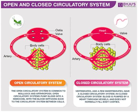 What Is The Difference Between Closed And Open Circulatory System?