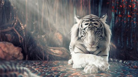 White Tiger Wallpapers Hd Wallpapers Id 25346