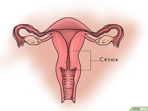 How To Feel The Cervix