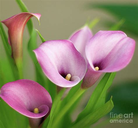Soft Pink Calla Lilies Photograph By Byron Varvarigos