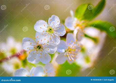 White Flowers Of Cherry Blossoms In Water Drops After Rain Stock Photo