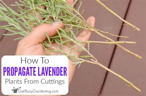 Watch the video explanation about propagating lavender by cuttings qg day 22 online, article, story, explanation, suggestion, youtube. How To Propagate Lavender Plants From Cuttings in 2020 ...