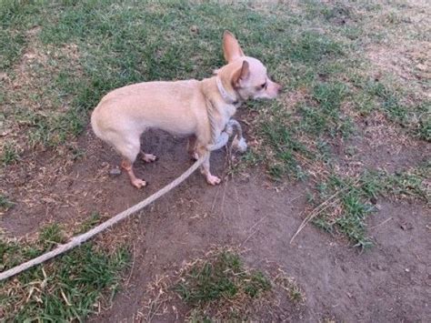 Find cute adoptable dogs in los angeles or scoop up a sassy feline friend to help you add some. Chihuahua Dog for Adoption in Los Angeles, California ...