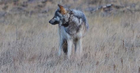 Endangered Gray Wolf Confirmed To Be At Grand Canyon