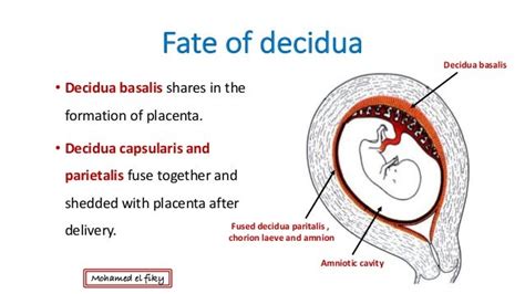 Fetal Membranes Placenta And Twins
