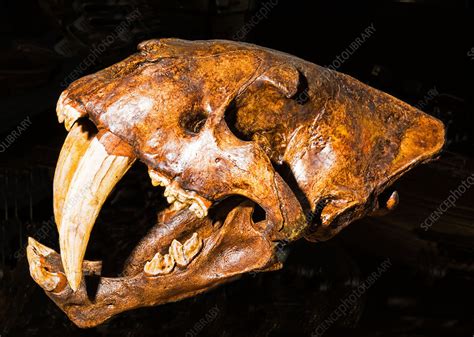The skull was excavated from the longjiagou basin in gansu province, china, but languished in storage for decades before researchers rediscovered it in a collection room and while m. Saber Tooth Cat Skull Fossil - Stock Image - C033/5789 ...