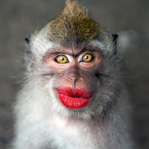 Funny Monkey With A Red Lips Stock Image Everypixel