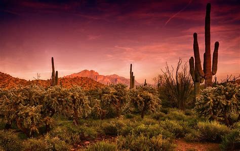 Sonoran Desert Sunset By Saija Lehtonen Desert Sunset Desert