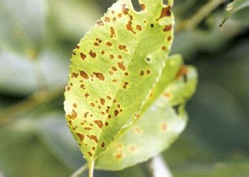 This issue you are talking about has been faced. Rainy spring weather may lead to more leaf spot pathogens ...