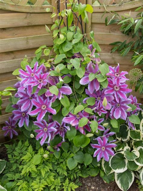 Plants are tolerant to heat and unfavorable soil, but can be susceptible to powdery mildew. Plants for Privacy | HGTV