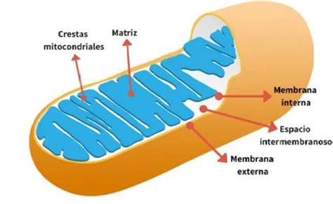 Estructura De La Mitocondria Dela Celula Eucariota 2021 Idea E Otosection