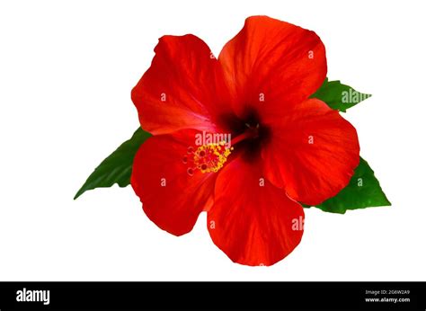 Red Hibiscus Flower Isolated On White Background Stock Photo Alamy