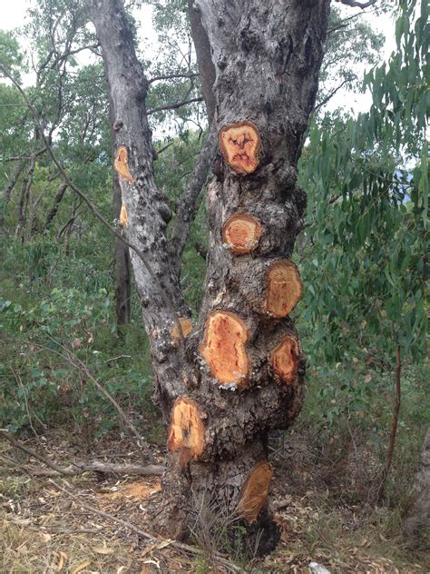 Also known as a column shift. Four Wheel Drive Victoria - Prized tree burls illegally ...