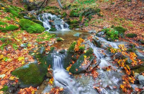 Autumn Stream In The Forest Gold Autumn European Landscape Stock Image