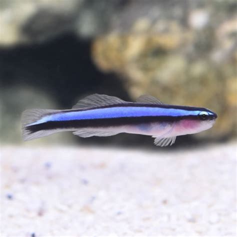 Neon Blue Goby Captive Bred Affordable Aquaria