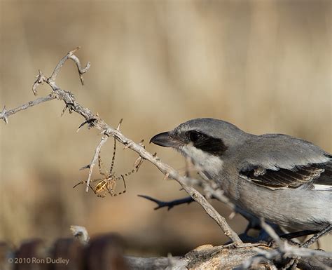 Loggerhead Shrike Impaling Prey Revisited Feathered Photography
