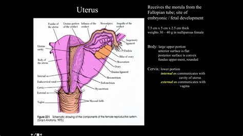 Annotate diagrams of the female reproductive system to show names of structures and their functions. Female Reproductive System Uterus - YouTube
