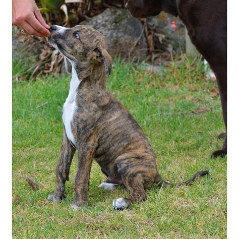 Peewee Medium Male Greyhound X Mastiff X Staffy Mix Dog In Vic