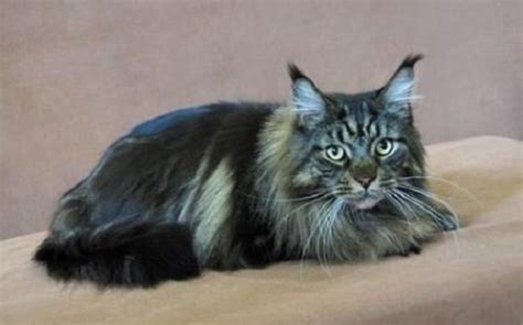 Maine coon cats can live from 10 to 16 years but some can go to 20 years!thats amazing but if we are not talking about only maine coons than the longest living cat was of 34! Do Maine Coon Cats Shed? - Maine Coon Expert