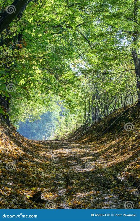 Autumn Forest Road Stock Photo Image Of Environment 45802478