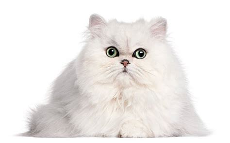 10300 White Persian Cat Stock Photos Pictures And Royalty Free Images