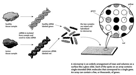 X label the sugar and phosphate molecules. NOVA | Teachers | Ghost in Your Genes | Student Handout ...