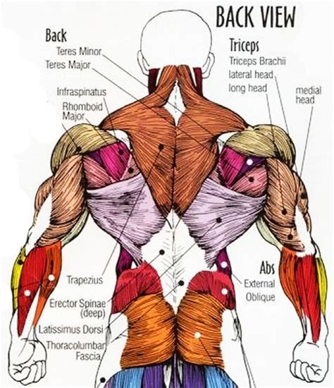 Lower Back Organ Anatomy Diagram Lower Back Muscle Chart Muscles