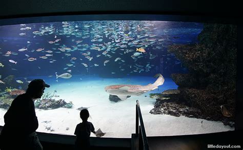 Sunshine Aquarium In Ikebukoro Tokyo Underwater Journey Up In The