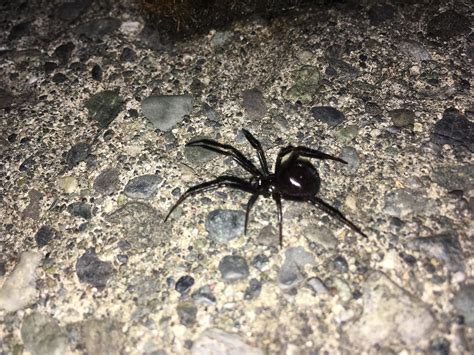 Black widow spiders have eight legs and eight simple eyes, including two lateral pairs that almost touch. Found this this shiny black friend while replacing my BBQ ...