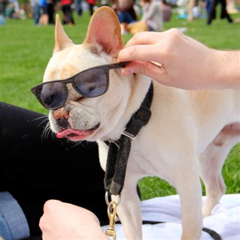 30 Sweet Photos Of Dogs In Sunglasses