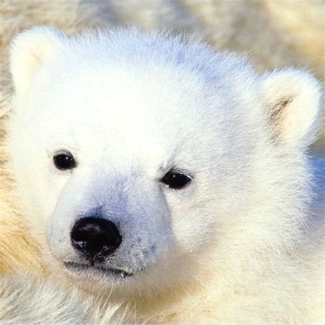 So Cuuuuute Polar Bear Cub Real Polar Bears Pinterest