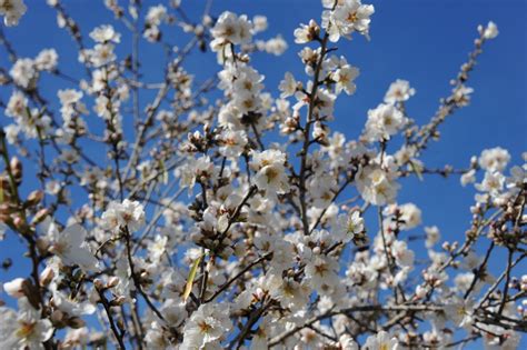 Jump right to what section you need:succulent cutting arrangement :27, lighting 4:04, soil 6:24, water 6:48, mealy bugs on jade 8:16, fertilizing 8:26, how. Flowering Almond » Tips On an Ornamental Beauty