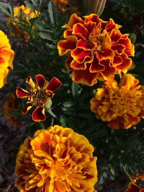 Marigolds In Bloom Molly S Flickr