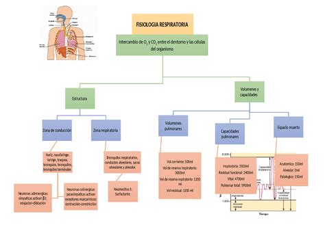Fisiologia Del Sistema Respiratorio Esquemas Y Mapas Conceptuales De