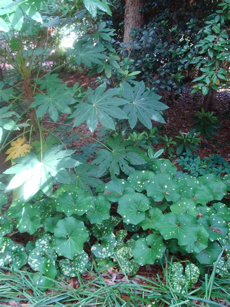 The survey put the final. Leopard plant - another view | Shade plants, Front garden ...