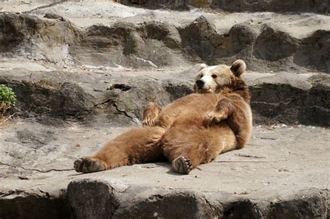 Lying In The Sun By Urazaev Wild Animals Photography Bear Love Bear
