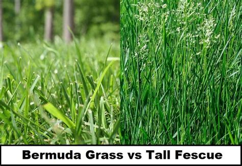 Bermuda Grass Vs Tall Fescue Differences Identification