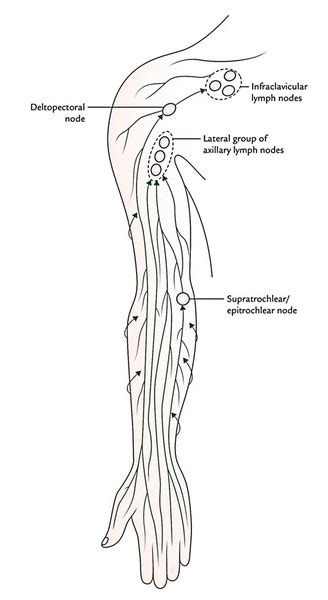 Easy Notes On 【lymphatic Drainage Of The Upper Limb】 Earths Lab