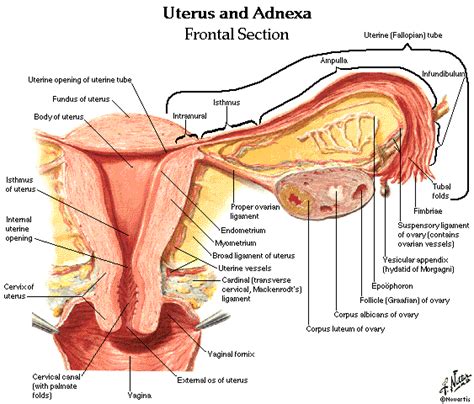 This is a mucus membrane that lines the inside of the uterus. dentalaka: Urinary System and Male and Female Genital ...