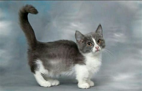 Munchkin Cat For Adoption Best Cat Wallpaper