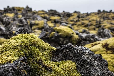 Iceland Moss Green Landscape Stones Rock Rock Object Solid