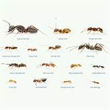 Size Of Fire Ants Images