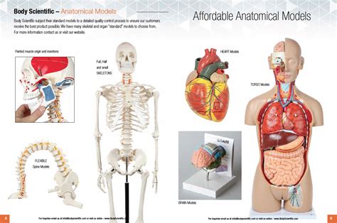 Affordable Anatomical Models Body Scientific
