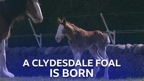 A Baby Clydesdale Horse Is Born This Farming Life Bbc Scotland