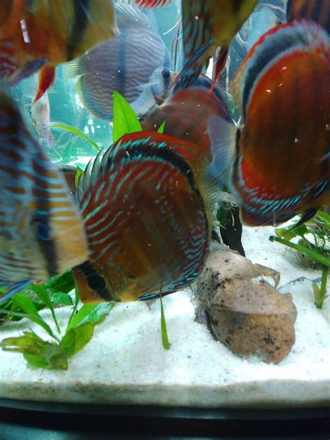 The #1 free pet classifieds site to buy, sell and rehome discus fish and other fish near me. Wild Discus For Sale: Wild-Caught, F1, Long-Term Captive ...