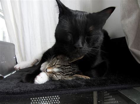 It's not just the sound of purring that's. Why Cats Purr: How Purring Speeds the Healing Process # ...